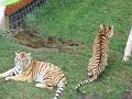 zoo 141